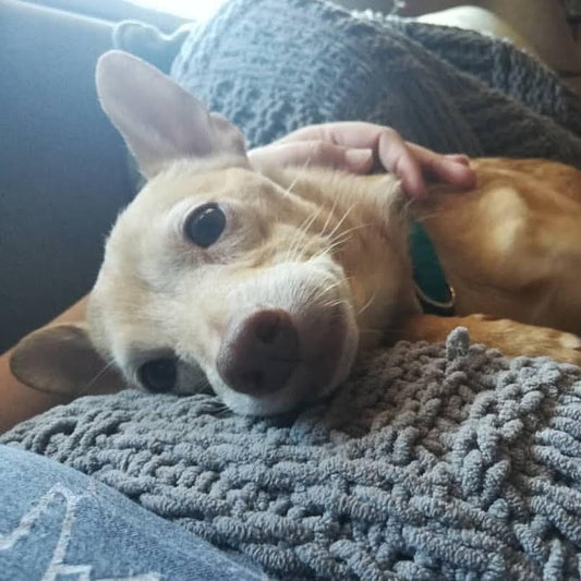 Happy Dog Appreciation Day!